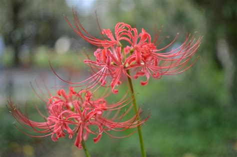 紅蓮華 彼岸花|「紅蓮」とはどんな花？ 花言葉や種類、類語、紅蓮地獄につい。